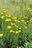 ACHILLEA FILIPENDULINA GOLD PLATE