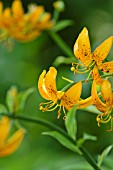 LILIUM HANSONII