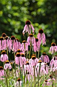 ECHINACEA SIMULATA