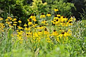 ECHINACEA PARADOXA