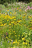 ECHINACEA PARADOXA