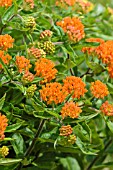 ASCLEPIAS TUBEROSA