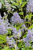 CEANOTHUS X DELILIANUS GLOIRE DE VERSAILLES