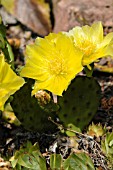 OPUNTIA HUMIFUSA