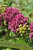 ASCLEPIAS PURPURASCENS