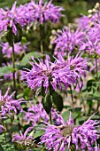 MONARDA FISTULOSA SIOUX