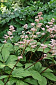 RODGERSIA PINNATA MAURICE MASON