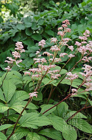 RODGERSIA_PINNATA_MAURICE_MASON