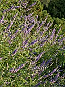 VITEX AGNUS-CASTUS, CHASTE TREE