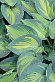 HOSTA JUNE