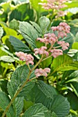 RODGERSIA PINNATA DIE STOLZE