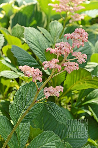 RODGERSIA_PINNATA_DIE_STOLZE