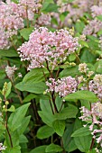 CEANOTHUS X PALLIDUS MARIE SIMON