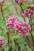 ASCLEPIAS INCARNATA