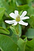 ANEMOPSIS CALIFORNICA