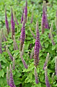 TEUCRIUM HIRCANICUM