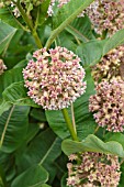 ASCLEPIAS SYRIACA