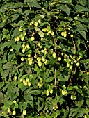 HUMULUS LUPULUS, (COMMON HOP)