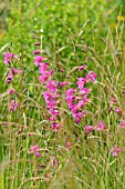 GLADIOLUS PALUSTRIS