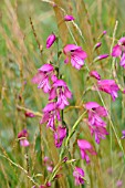 GLADIOLUS PALUSTRIS