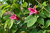 CLEMATIS TEXENSIS PRINCESS DIANA