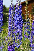 DELPHINIUM ELATUM