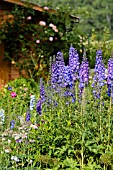 DELPHINIUM ELATUM