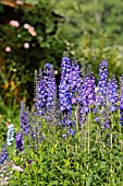 DELPHINIUM ELATUM