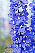 DELPHINIUM ELATUM