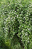 ROSA PAULS HIMALAYAN MUSK ON AN APPLE TREE