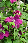 CLEMATIS ROUGE CARDINAL