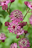 ASTRANTIA MAJOR DARK SHINY EYES