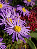 ASTER AMELLUS DANZIG