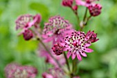 ASTRANTIA MAJOR DARK SHINY EYES