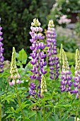 LUPINUS POLYPHYLLUS