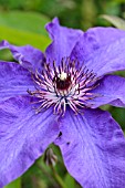 CLEMATIS MRS CHOLMONDELEY