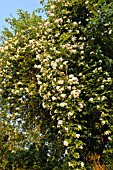 ROSA PAULS HIMALAYAN MUSK ON AN APPLE TREE