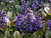 AJUGA REPTANS ATROPURPUREA, BUGLE