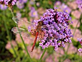 VERBENA BONARIENSIS WITH DRAGONFLY