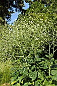 CRAMBE CORDIFOLIA