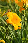 HEMEROCALLIS EARLY GLOW