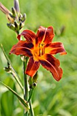 HEMEROCALLIS DARK, EARLY