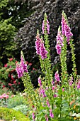 DIGITALIS PURPUREA