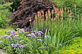 KNIPHOFIA, ERIGERON AND SALVIA