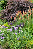 KNIPHOFIA, ERIGERON AND SALVIA