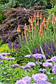 KNIPHOFIA, ERIGERON AND SALVIA