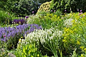 SALVIA, NEMOROSA AND EUPHORBIA