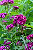 DIANTHUS BARBATUS