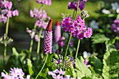 PRIMULA VIALII AND PRIMULA BEESIANA