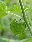 PHYSALIS PRUINOSA, STRAWBERRY TOMATO